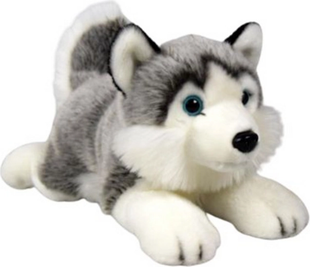 Plyšový husky ležící 34 cm