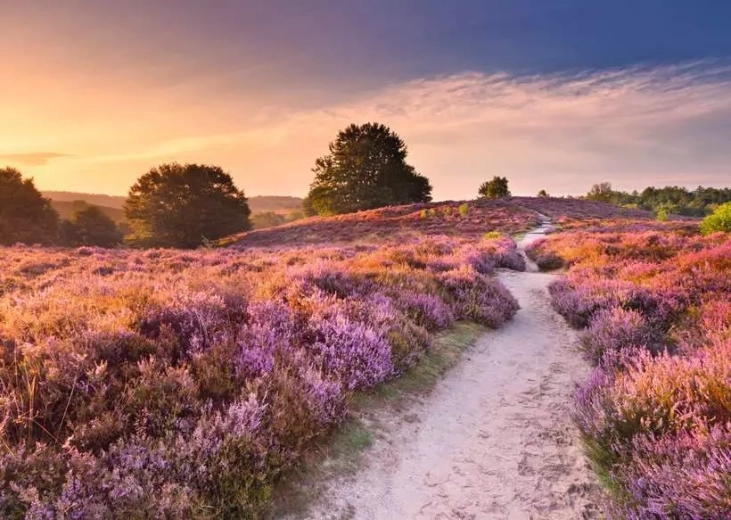 Puzzle RAVENSBURGER Růžová cesta 1000 dílků