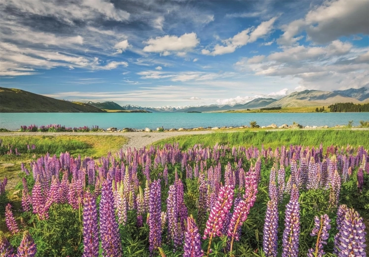 Clementoni puzzle Lupiny u jezera Tekapo 1500 dílků