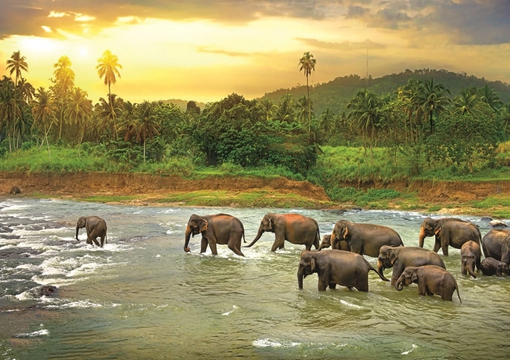 Puzzle Save Our Planet: deštný prales 1000 dílků