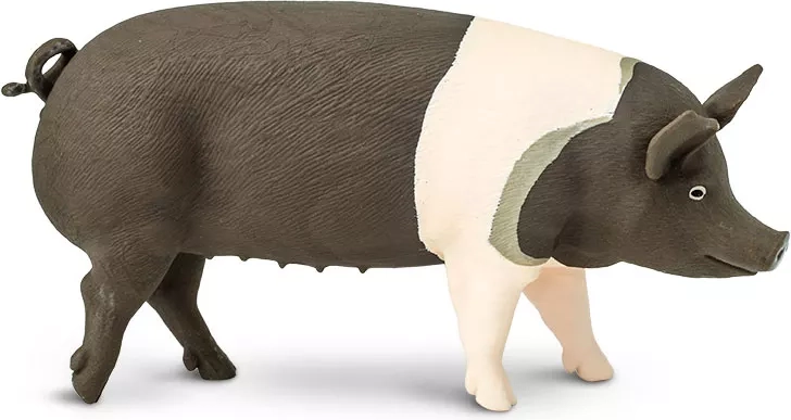 Figurka prase Hampshire Safari Ltd. - 1 kus
