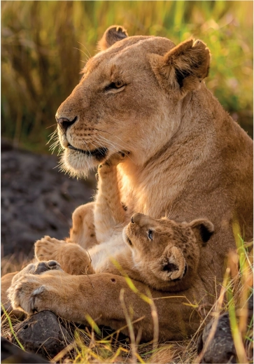 CLEMENTONI puzzle Kočičí láska 500 dílků