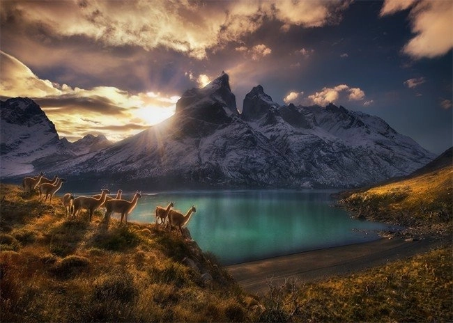 Puzzle Chile Lamy Guanako 1000 dílků