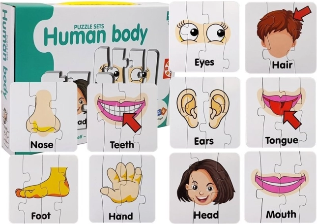 Vzdělávací puzzle – části lidského těla, 10 dvojic, anglická slovíčka