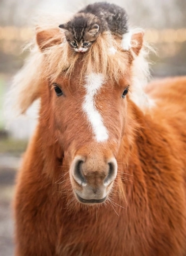 Ravensburger puzzle poník a koťátko 500 dílků