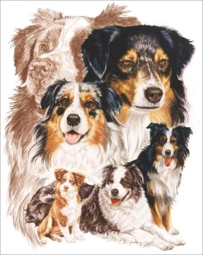 Diamantové malování – pes australský ovčák 30 × 40 cm - 1 kus