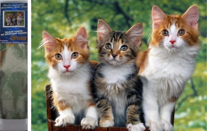 Norimpex Diamantové Malování Kočky 30x40 cm