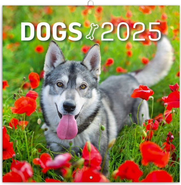 Nástěnný poznámkový kalendář Psi 2025 30 × 30 cm