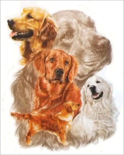 Diamantové malování – obraz Golden retriever 30 × 35 cm