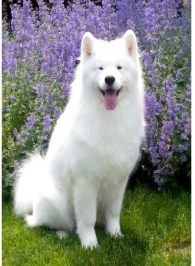 Diamantové malování – pes samojed 30 × 40 cm