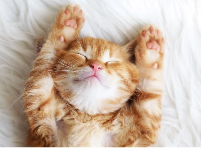 Ravensburger puzzle Spící chlupáček 500 dílků