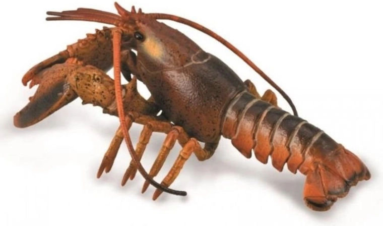 Collecta humr – realistická vzdělávací figurka