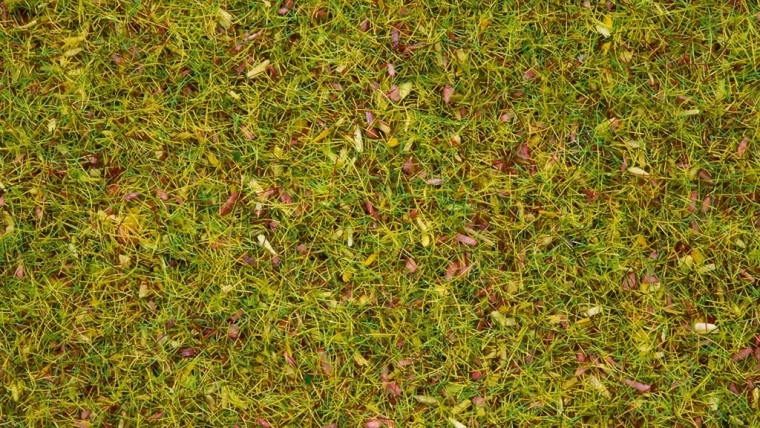 Noch statická tráva kvetoucí louka 2,5 mm