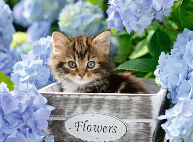 Puzzle RAVENSBURGER Malé kotě XXL 300 dílků