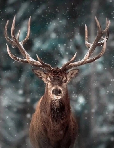 Diamantové malování – portrét jelena 30 × 40 cm