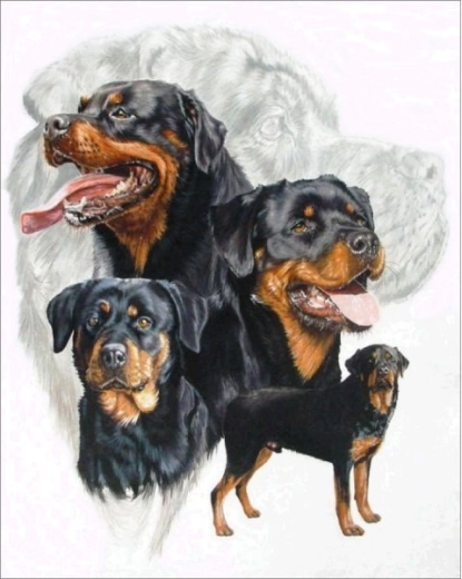 Diamantové vyšívání (diamond painting) rottweiler 30 × 40 cm