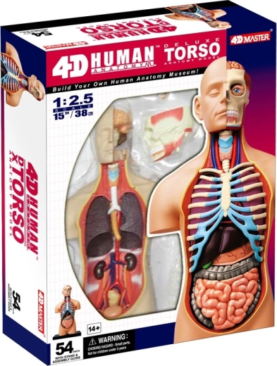 4D Master deluxe anatomické torzo člověka 38 cm