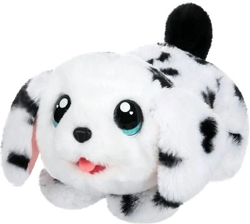 Roztomilý dalmatin připravený k pomazlení