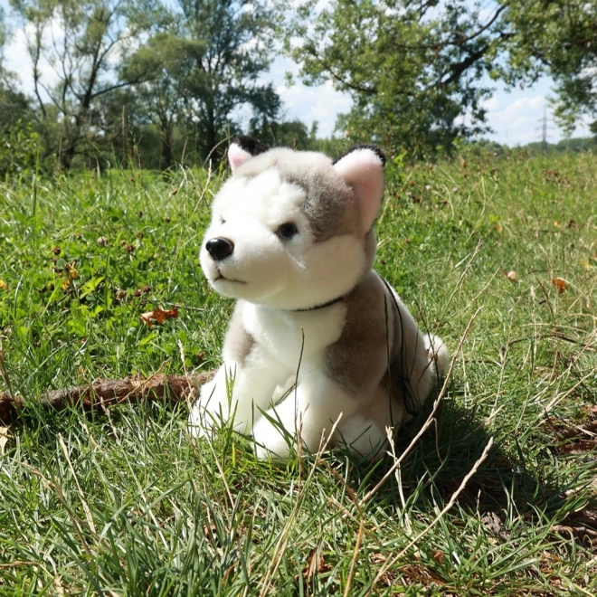 Plyšový pes Husky s vodítkem 28 cm od Rappa