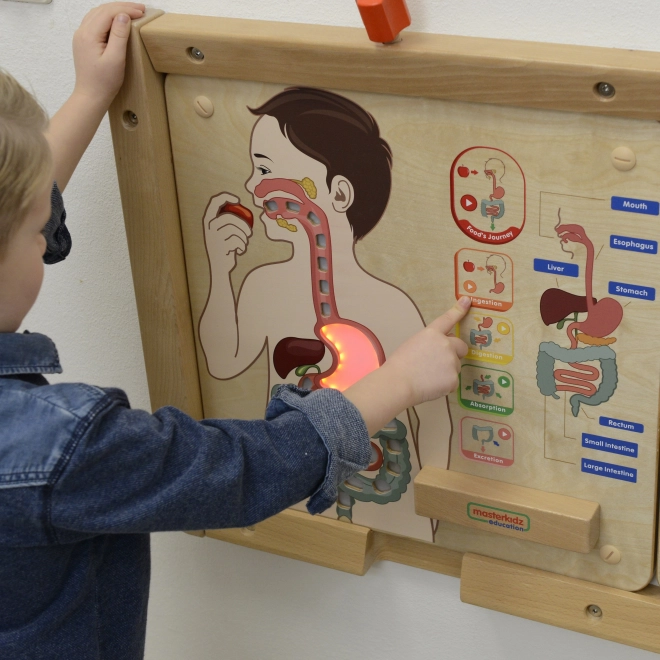 Edukativní tabule trávicí systém Montessori