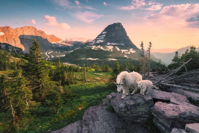 Puzzle Alpská koza s mládětem od Ravensburger