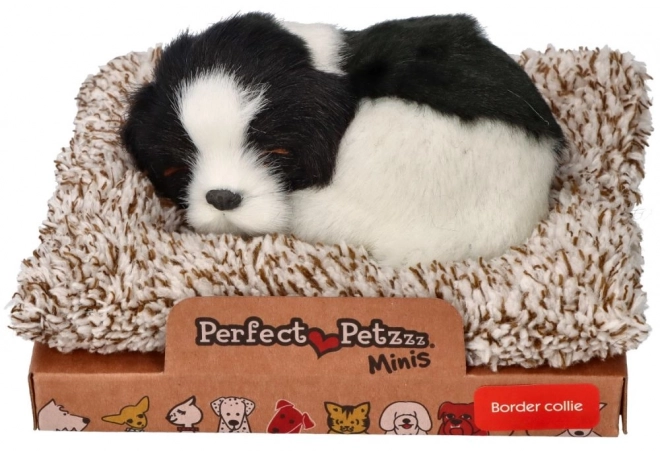 Spící Border Collie na pelíšku