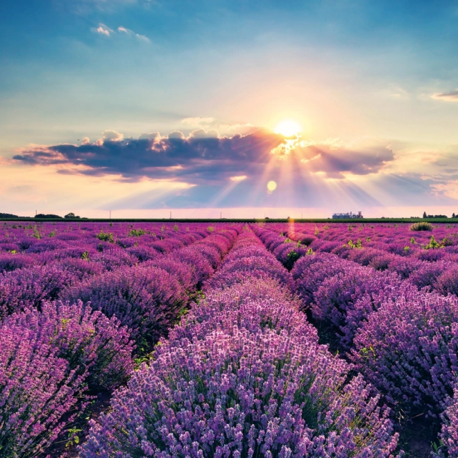 Poznámkový kalendář Provence 2026