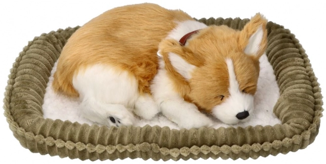 Dýchací štěně Corgie