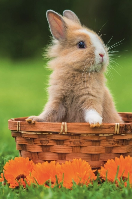 Trefl puzzle Roztomilá zvířátka: králíček v košíku 54 dílků