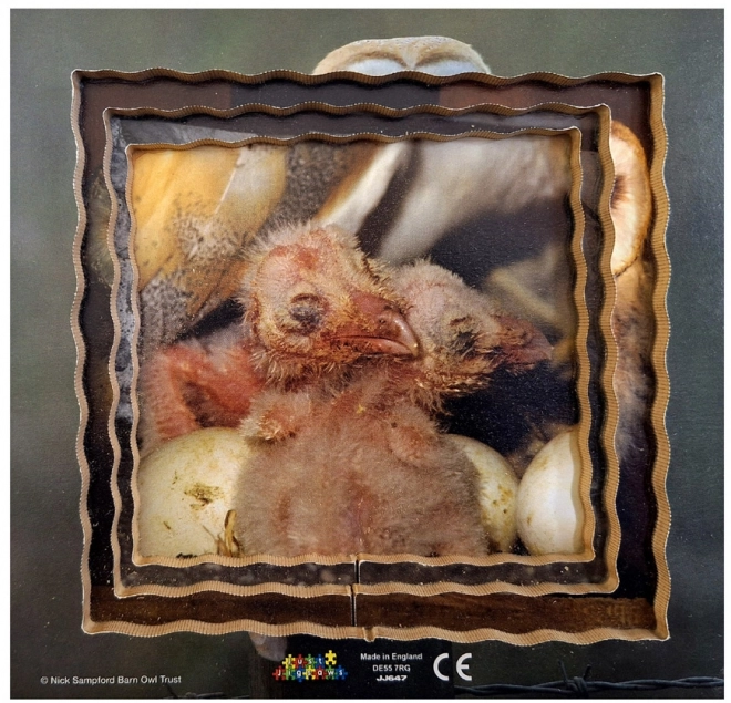 Just Jigsaws 647 Sova a její životní cyklus - dřevěné vrstvené puzzle 19 dílů