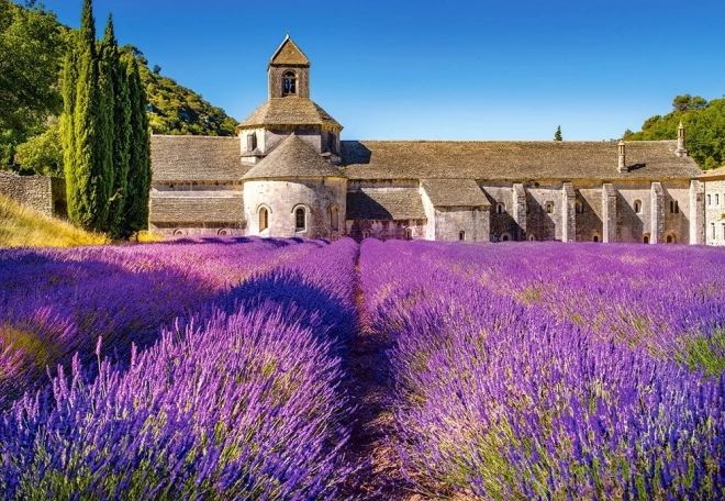 Puzzle Levandulové pole v Provence