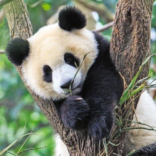 Kvalitní zpracování RAVENSBURGER