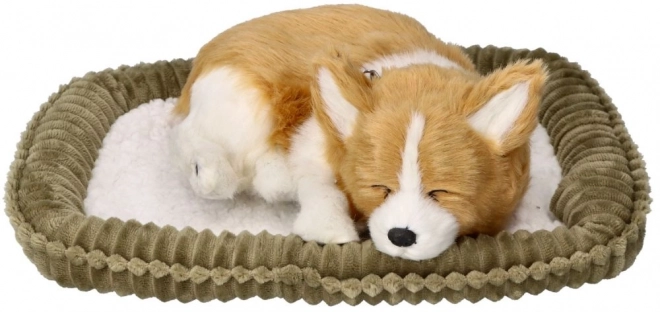 Dýchací štěně Corgie