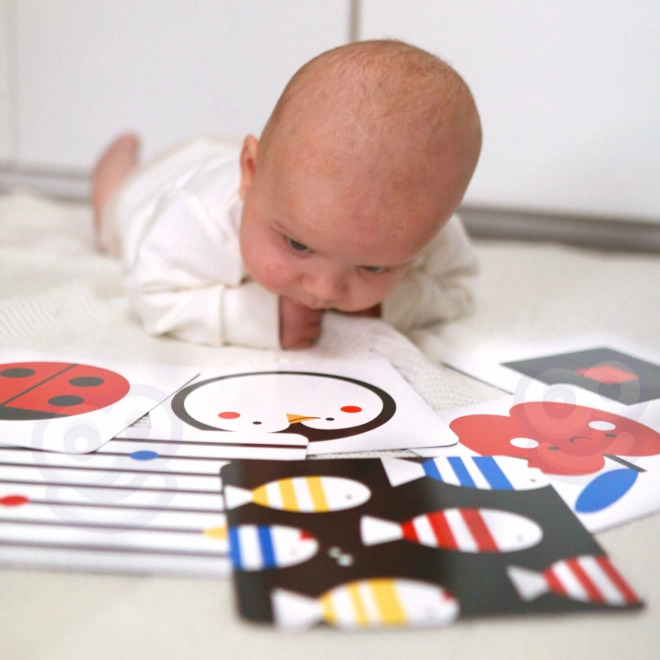 Montessori XXL vzdělávací box 7v1 TOOKY TOY