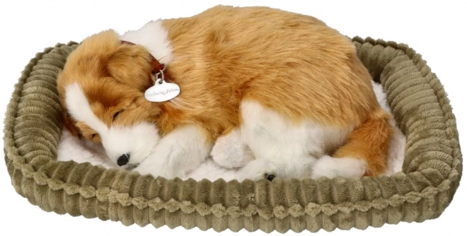 Dechberoucí štěně k adopci - Skotský ovčák Collie