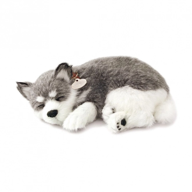 Dechberoucí Aljašský Husky plyšák