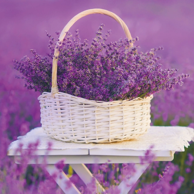 Poznámkový kalendář Provence 2026