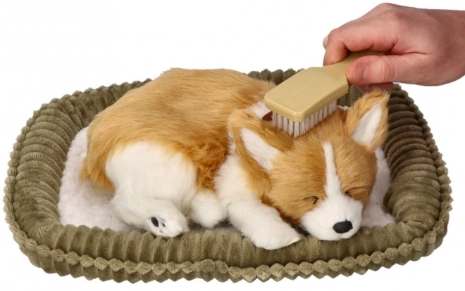 Dýchací štěně Corgie