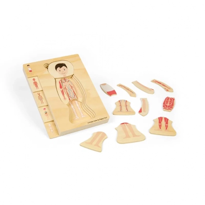 Dřevěné puzzle anatomie - chlapec