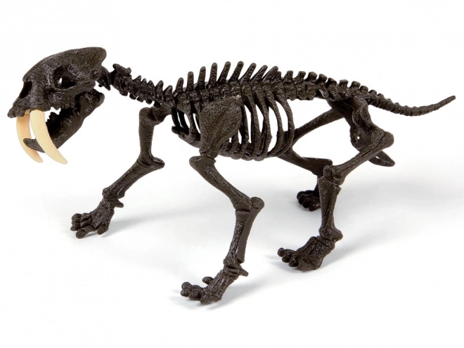 Clementoni Smilodon - Skládací kostra šavlozubého tygra