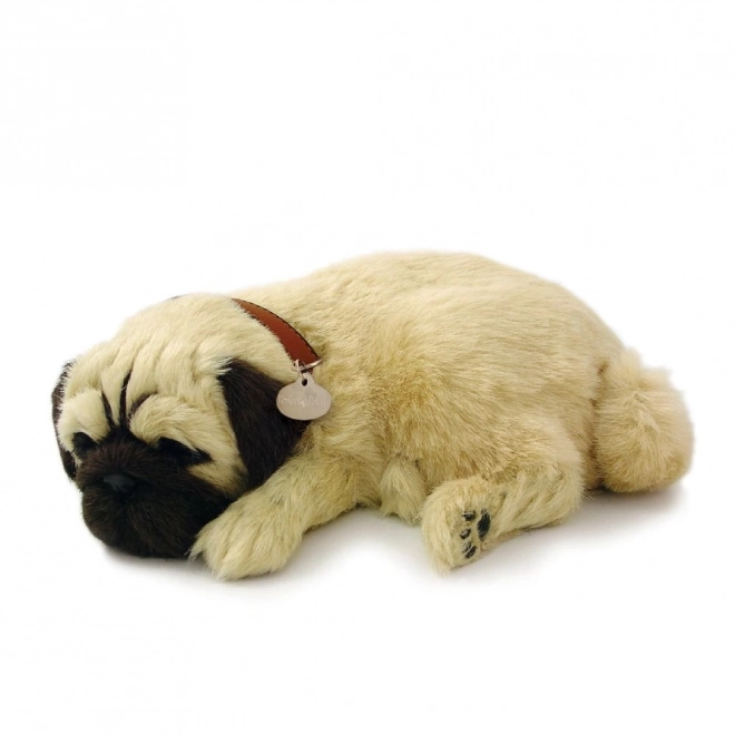 Dýchající štěně mops Perfect Petzzz