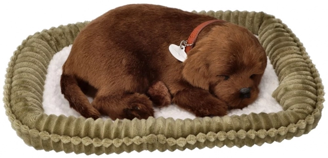 Chrápající štěňátko labrador čokoládové