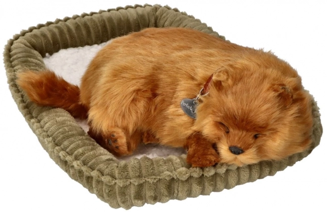 Roztomilý pomeranian k adopci