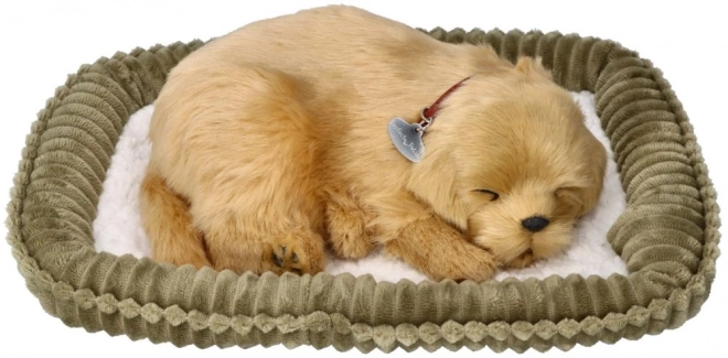 Adoptuj dýchajícího štěňátka Golden Retrievera