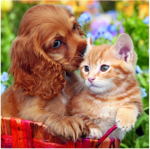 Tři roztomilé motivy v jednom balení