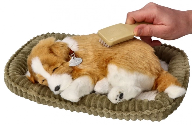 Dechberoucí štěně k adopci - Skotský ovčák Collie