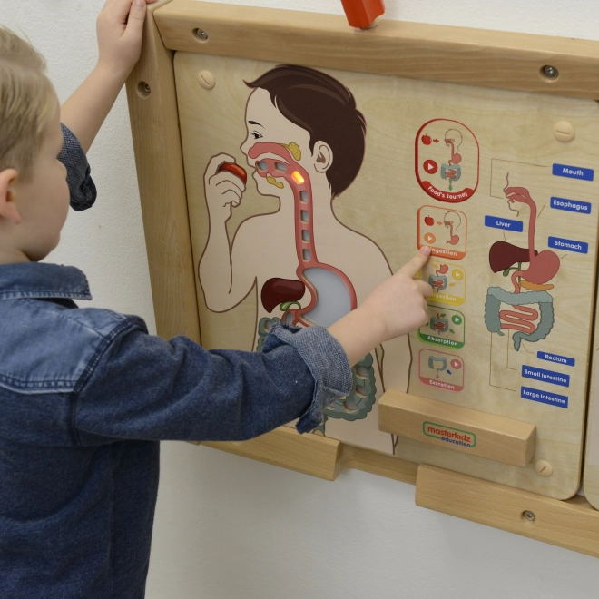 Edukativní tabule trávicí systém Montessori