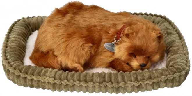 Roztomilý pomeranian k adopci