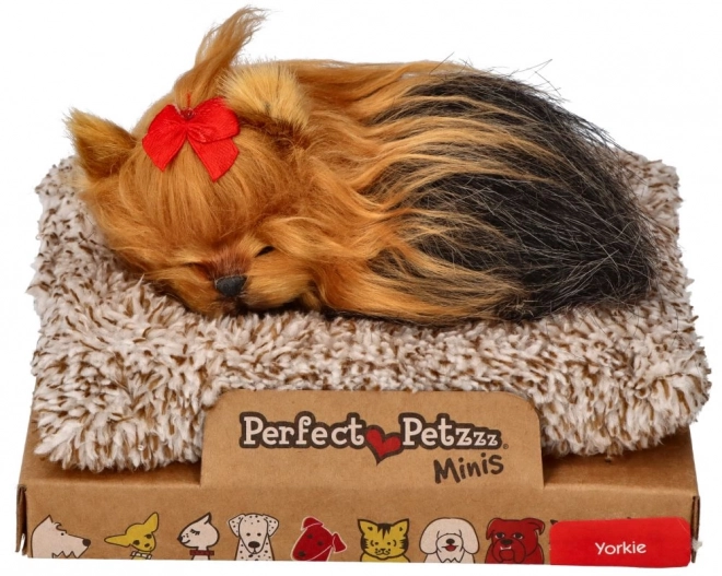 Perfektní mazlíček malý štěně York