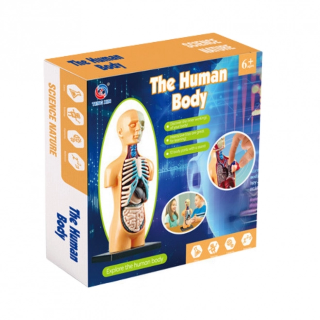 Model anatomie lidského těla s orgány